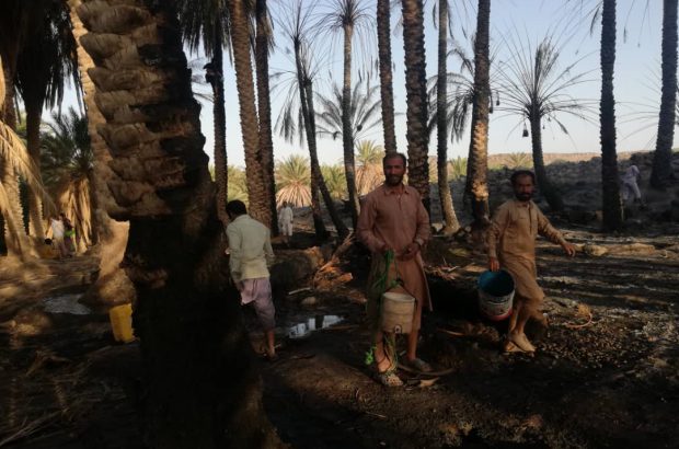 آتش‌سوزی ۲۰۰ اصله نخل خرما در آبگرم ریگان