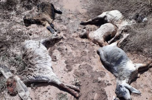 احتمال بروز بیماری شاربن در مناطق سیل زده ریگان/تلف شدن بیش از هزار رأس گوسفند در سیلاب اخیر