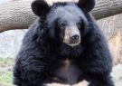 ثبت رکورد حضور خرس سیاه آسیایی برای اولین بار در شهرستان ریگان