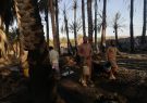 آتش‌سوزی ۲۰۰ اصله نخل خرما در آبگرم ریگان