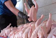 پرواز مرغ با بالهای احتکار و ارز ۴۲۰۰ / ثمره بی توجهی به اقتصاد مقاومتی در کف بازار