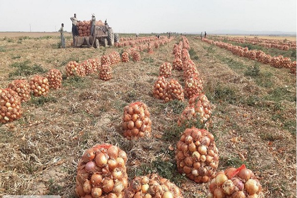 عدم سیاستگذاری مناسب دلیل بروز بحران پیاز در جنوب/سپاه ناجی دسترنج یکساله کشاورزان