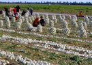 ۳ برابر شدن سطح زیرکشت پیاز دلیل متضرر شدن کشاورزان/ انفعال وزارت خارجه و صمت در صادرات محصولات کشاورزی جنوب کرمان