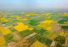 تحقق ۳۰ درصدی حدنگاری اراضی کشاورزی در استان کرمان