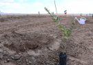 ضرورت کاشت درخت در استان کرمان برای بیابان‌زدایی